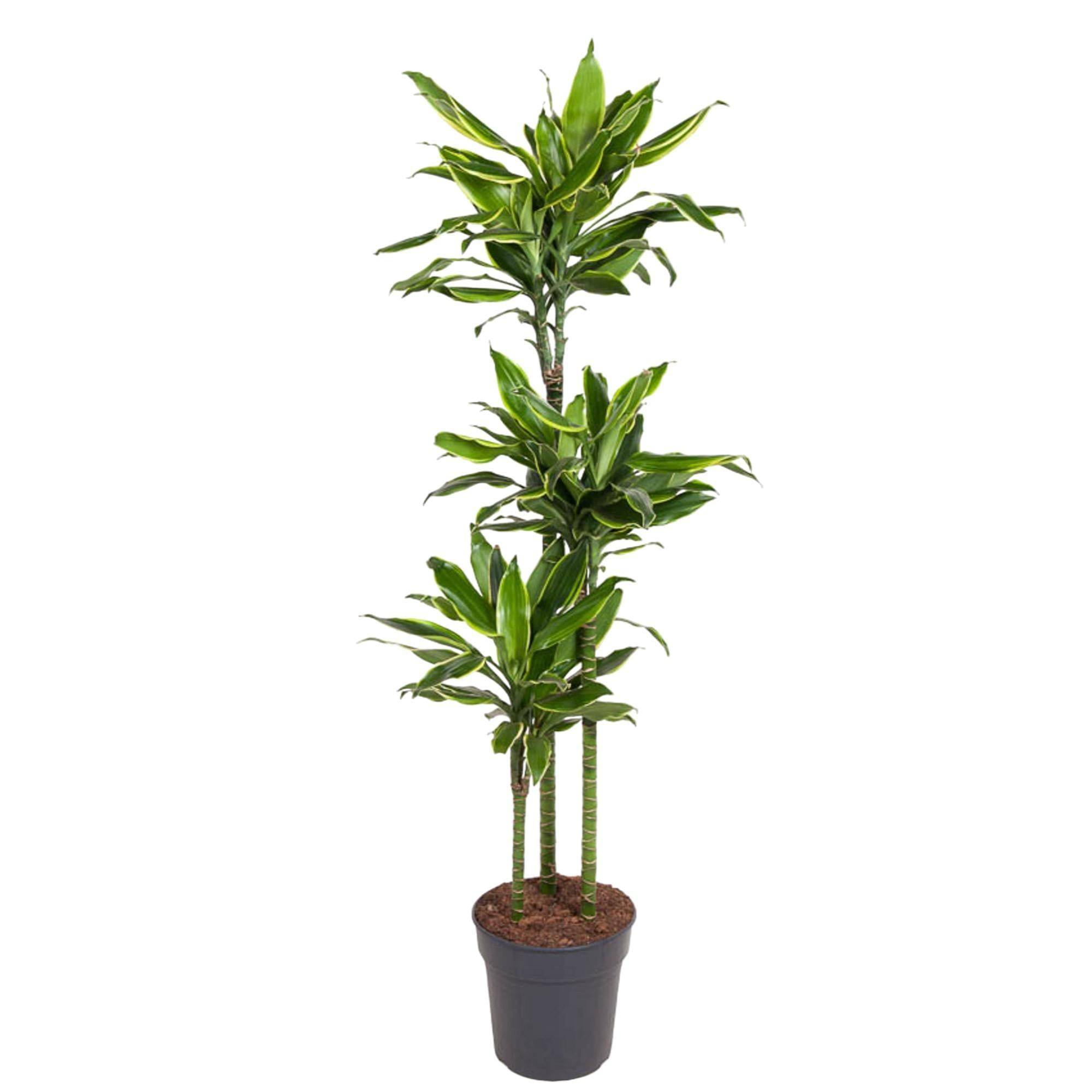 La Green Touch - Dracaena Golden Coast - D24 H150cm