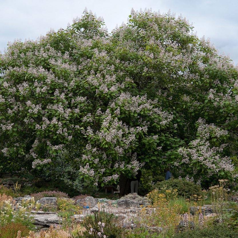 Catalpa erubescens Purpurea - Catalpa pourpre Pot de 3L/4L