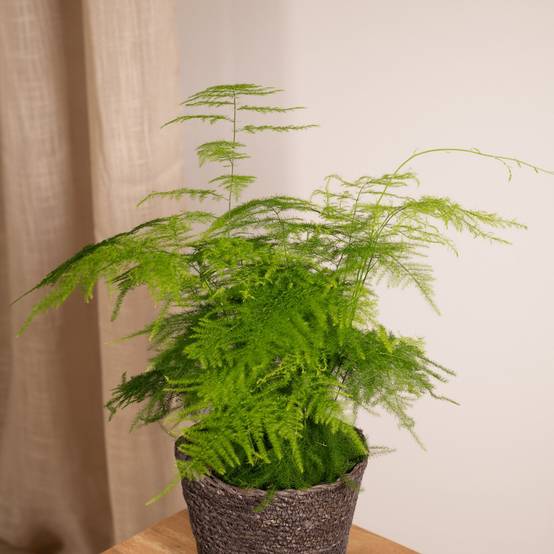 La Green Touch - Asparagus Plumosus 35cm - Plante d'intérieur- La Green Touch - Image 4