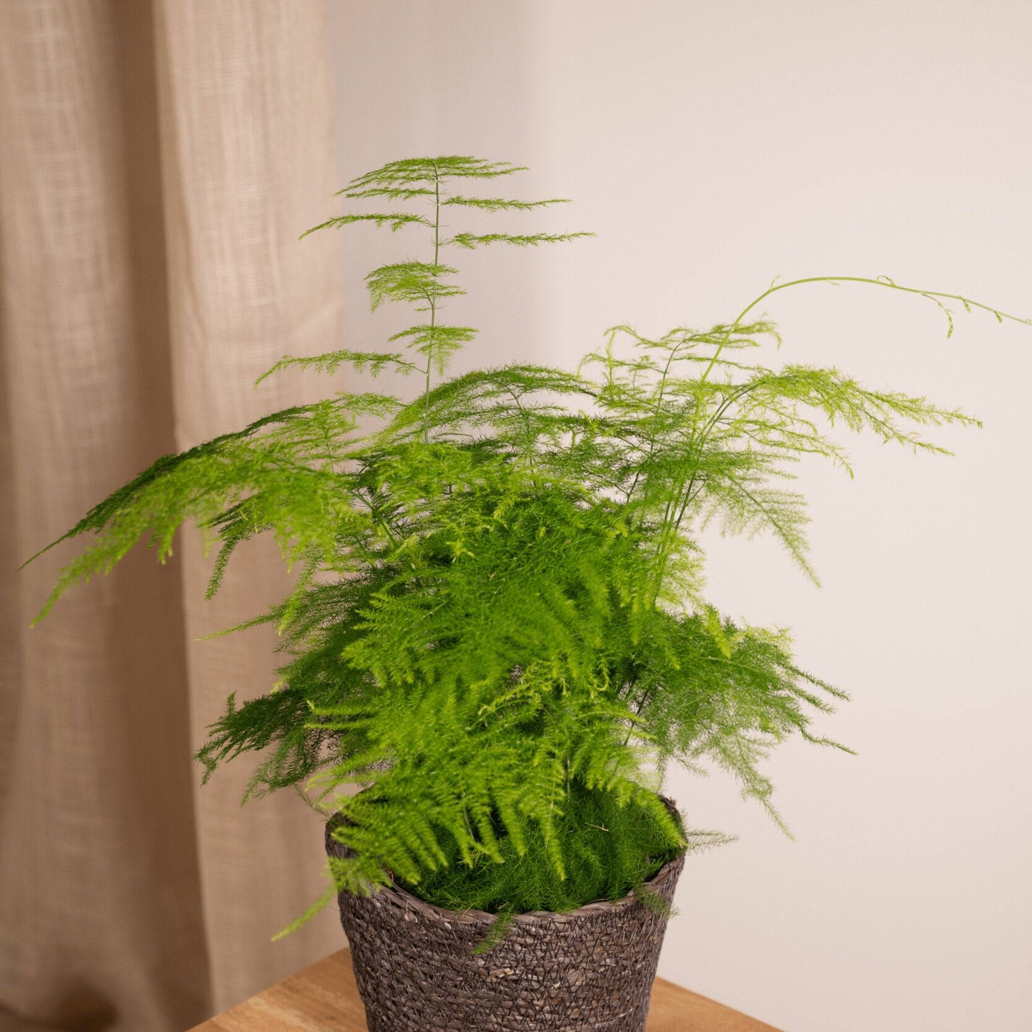La Green Touch - Asparagus Plumosus 35cm - Plante d'intérieur- La Green Touch - Image 4