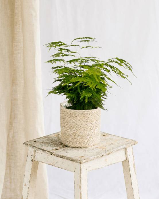 La Green Touch - Asparagus Plumosus 35cm - Plante d'intérieur- La Green Touch - Image 3