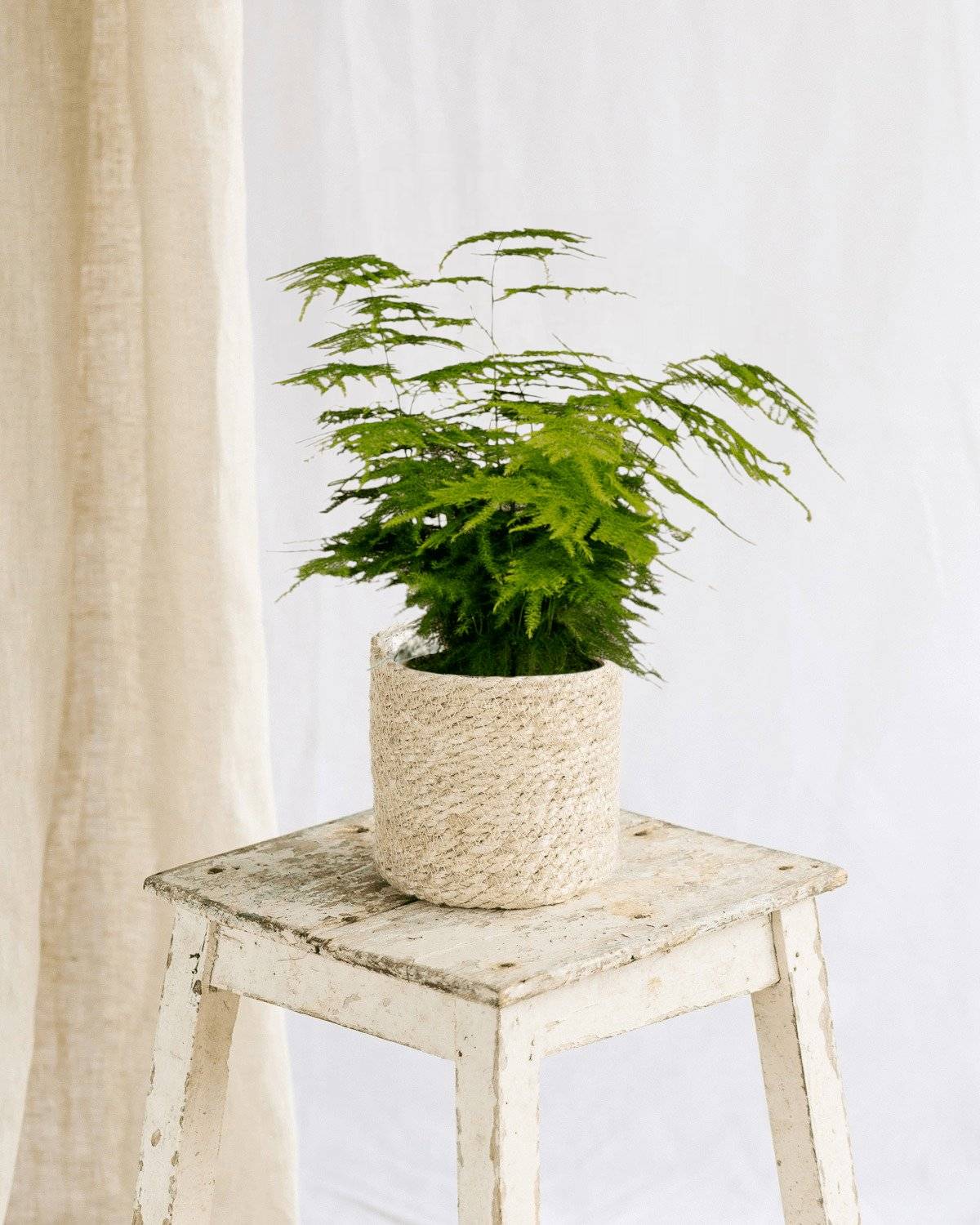 La Green Touch - Asparagus Plumosus 35cm - Plante d'intérieur- La Green Touch - Image 3