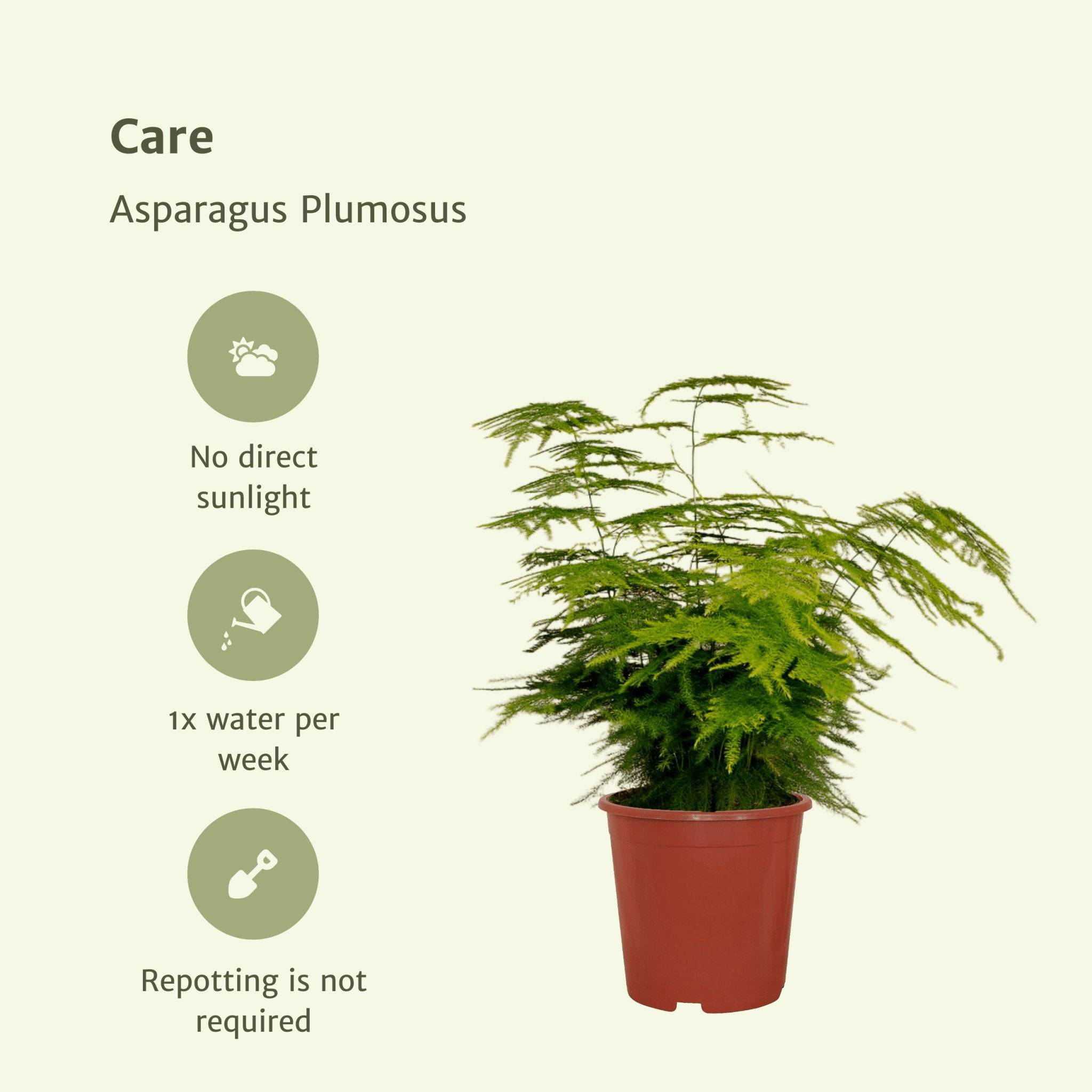 La Green Touch - Asparagus Plumosus 35cm - Plante d'intérieur- La Green Touch - Image 7