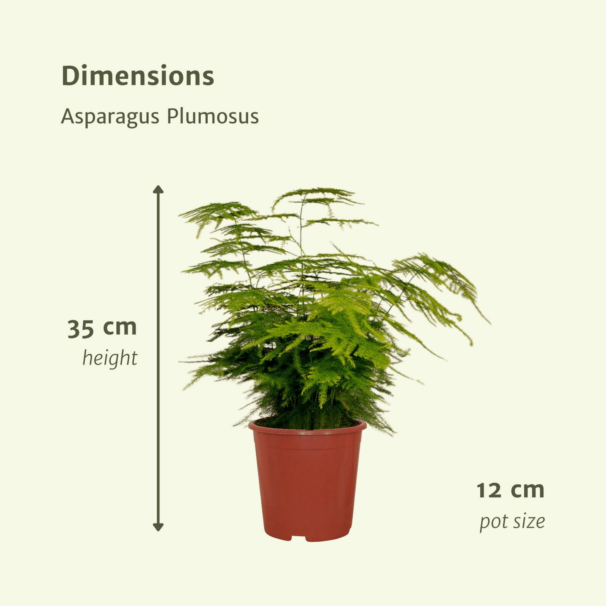 La Green Touch - Asparagus Plumosus 35cm - Plante d'intérieur- La Green Touch - Image 6