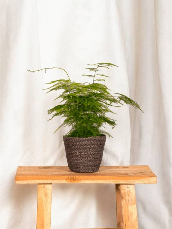 La Green Touch - Asparagus Plumosus 35cm - Plante d'intérieur- La Green Touch - Image 2