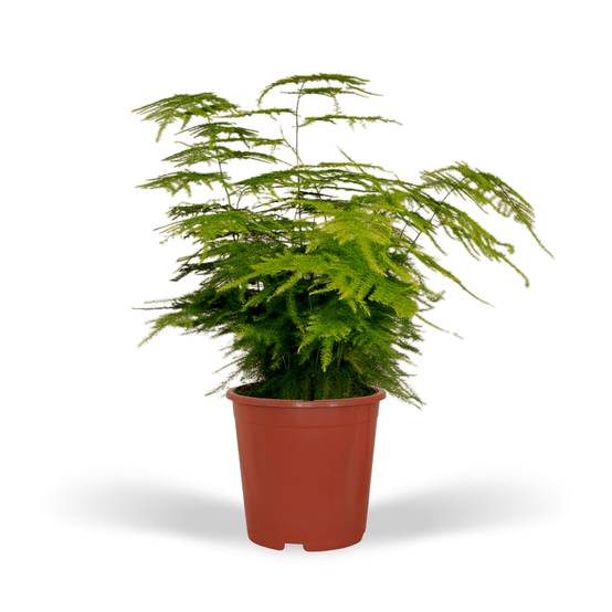 La Green Touch - Asparagus Plumosus 35cm - Plante d'intérieur- La Green Touch - Image 1
