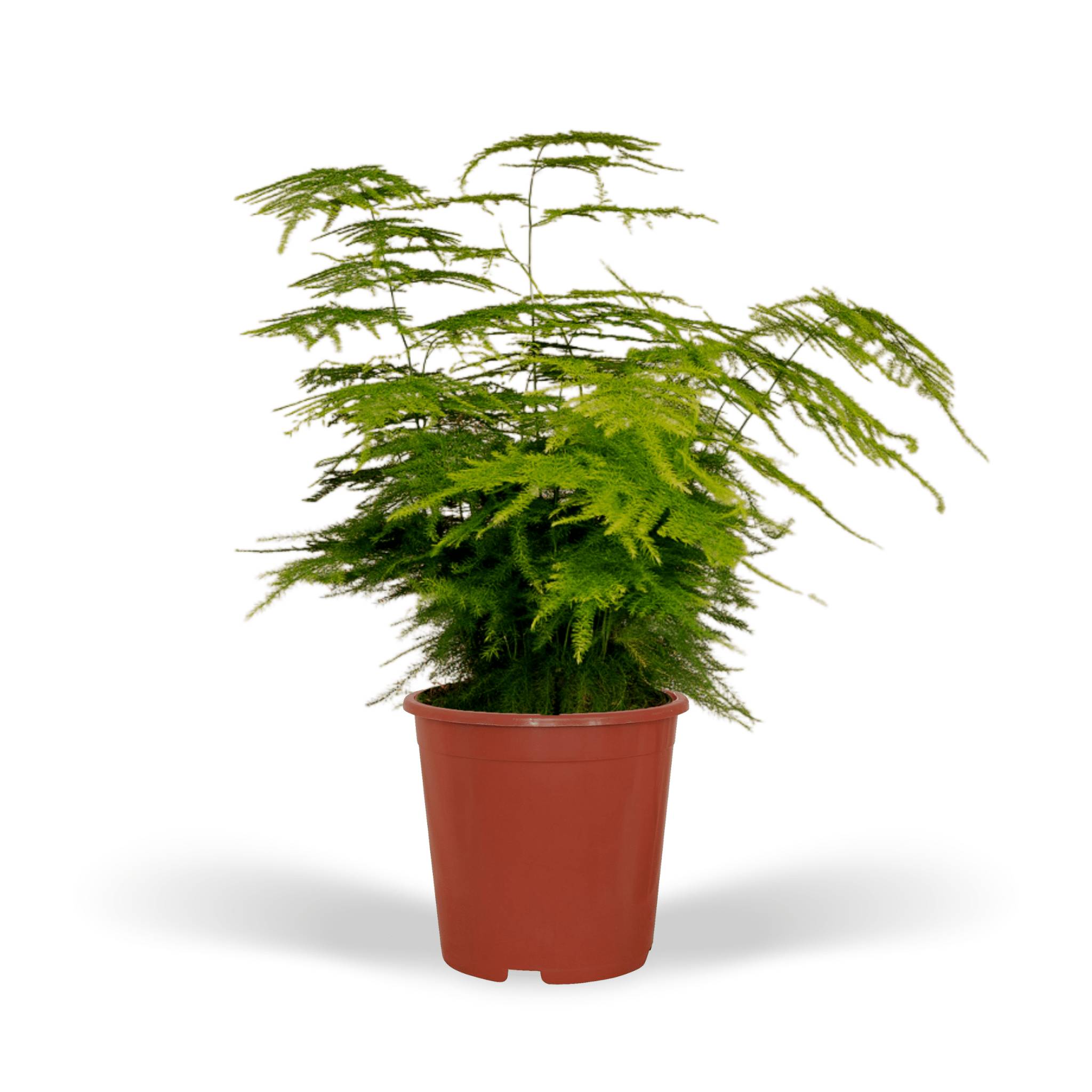 Asparagus Plumosus 35cm - Plante d'intérieur- La Green Touch