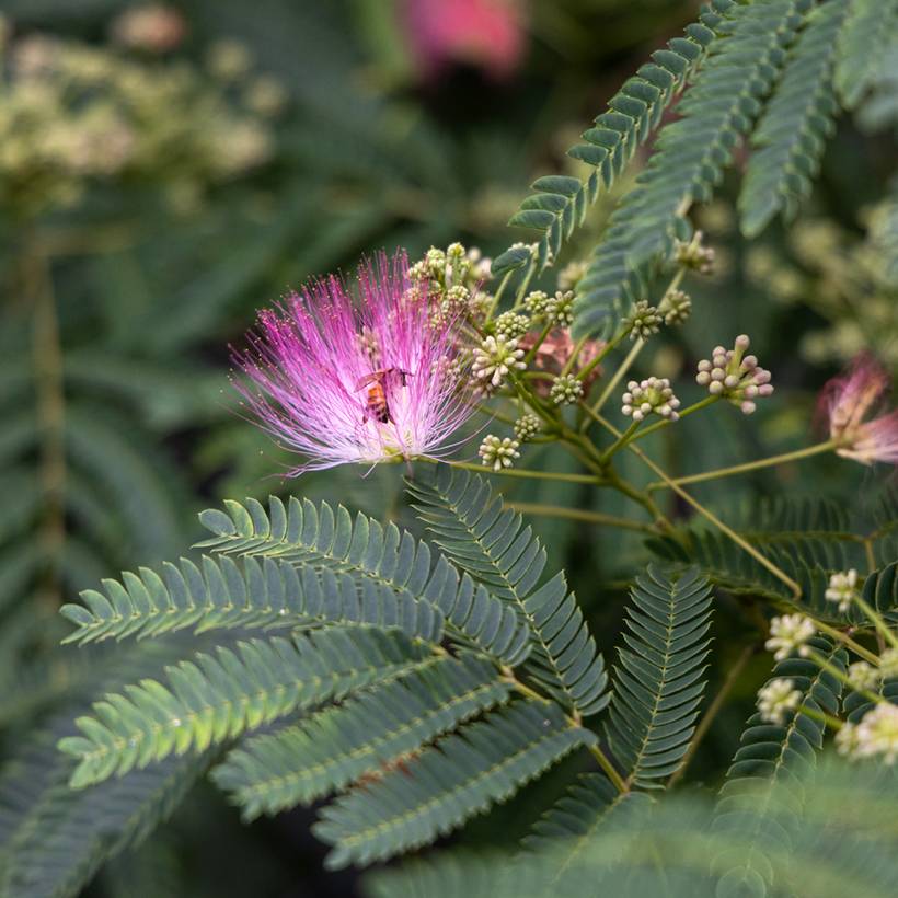 Promesse de Fleurs - Graines d'Albizia julibrissin - Arbre à soie le sachet de 20 graines environ (1g)