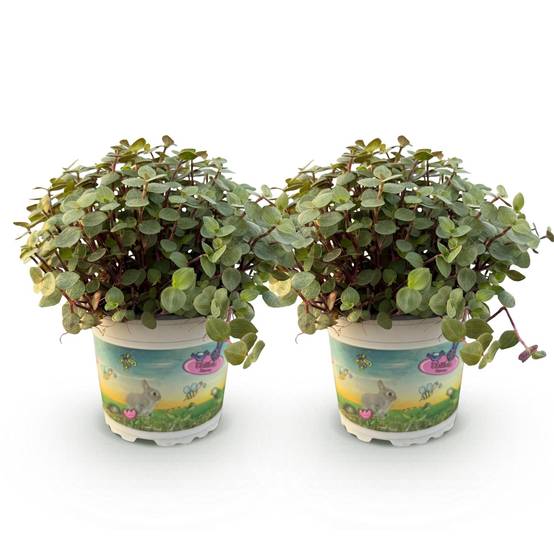 Herbe à chat - Callisia repens - lot de 2 - Ø12cm - ↕20cm - Plantes d’intérieur - Image 2