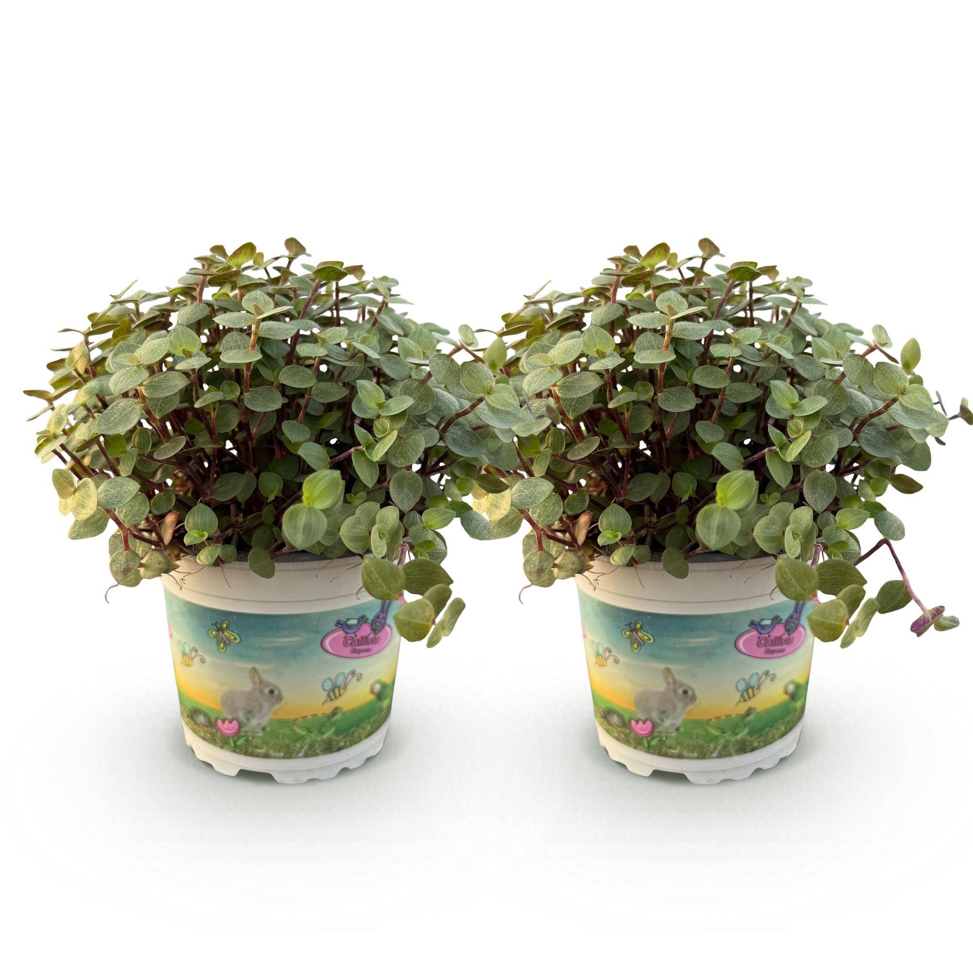 Herbe à chat - Callisia repens - lot de 2 - Ø12cm - ↕20cm - Plantes d’intérieur - Image 2