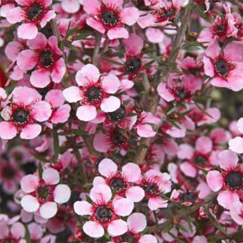 Promesse de Fleurs - Leptospermum  scoparium Martini - Arbre à thé Pot de 7,5L/10L