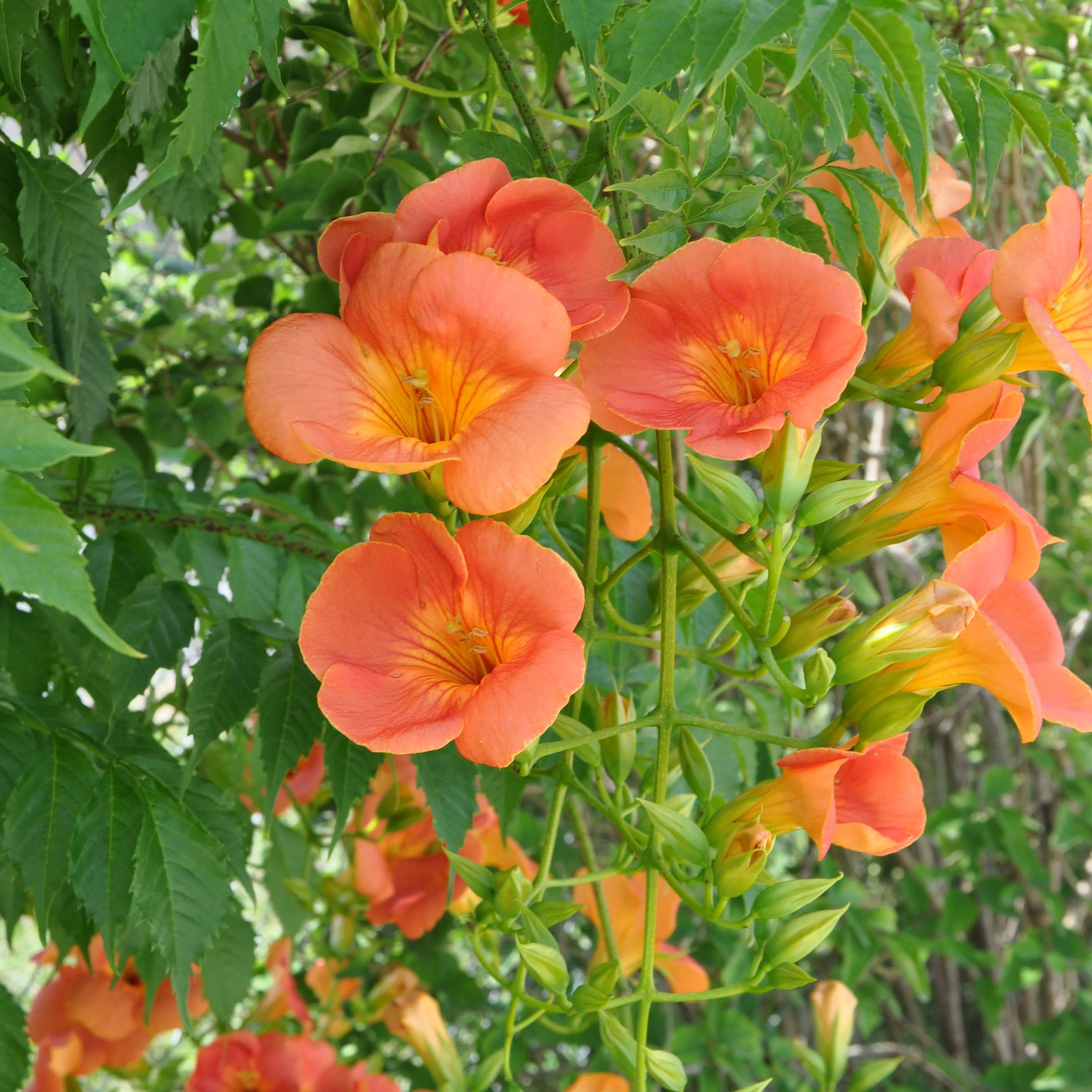 Campsis grandiflora - Bignone à grandes fleurs Pot de 2L/3L