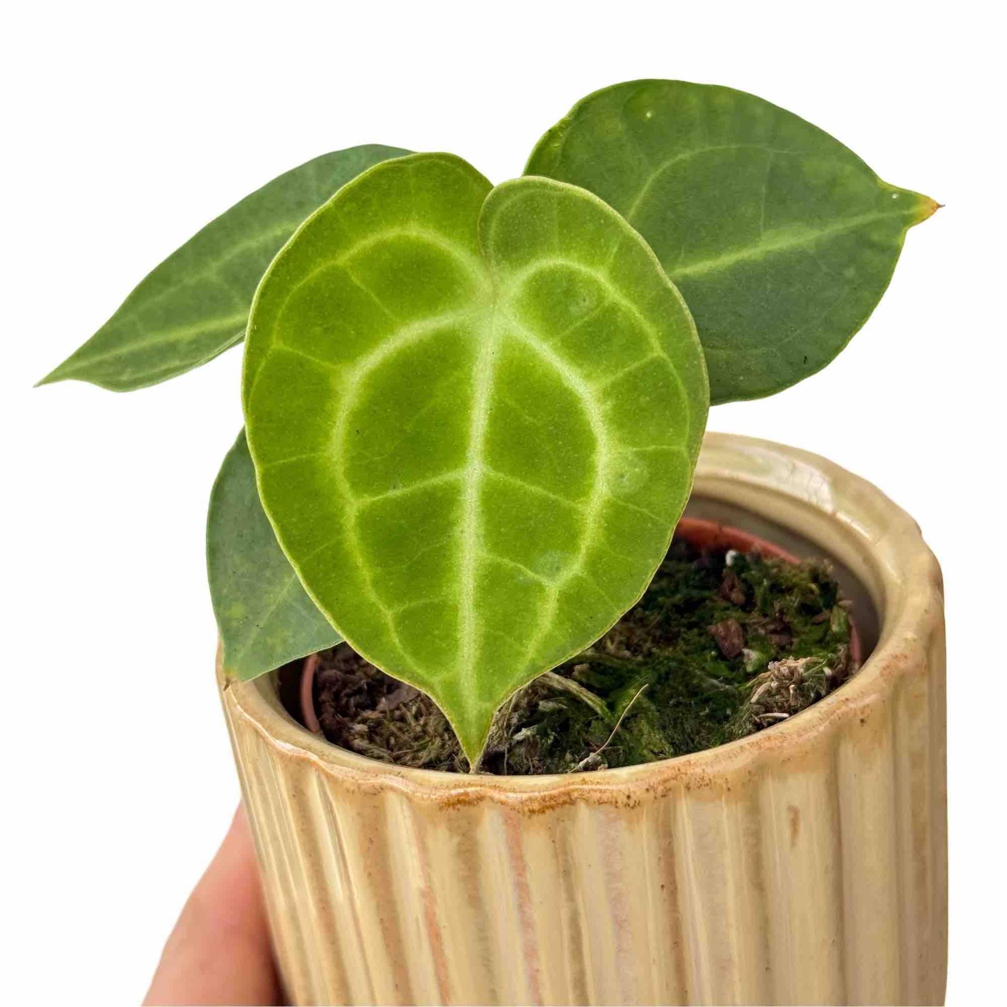 Anthurium 'King of Clarinervium Sulanjana' - Pot de 7cm - Plantes d'intérieur - Image 1