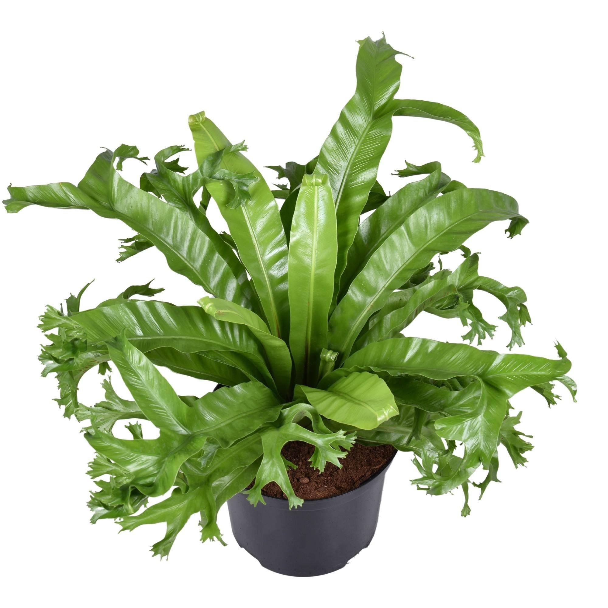 Asplenium 'Crissie' 55cm - Plante d'intérieur- La Green Touch - Image 2