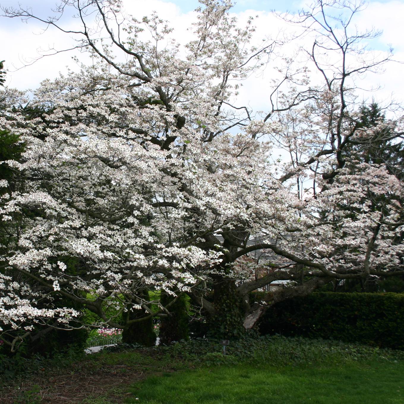 Promesse de Fleurs - Cornus florida - Cornouiller à fleurs d'Amérique Pot de 18L/20L