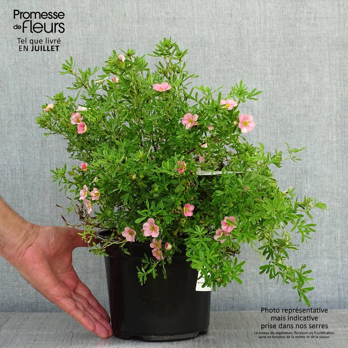 Potentilla fruticosa Lovely Pink- Potentille arbustive Pot de 1,5L/2L - Image 2