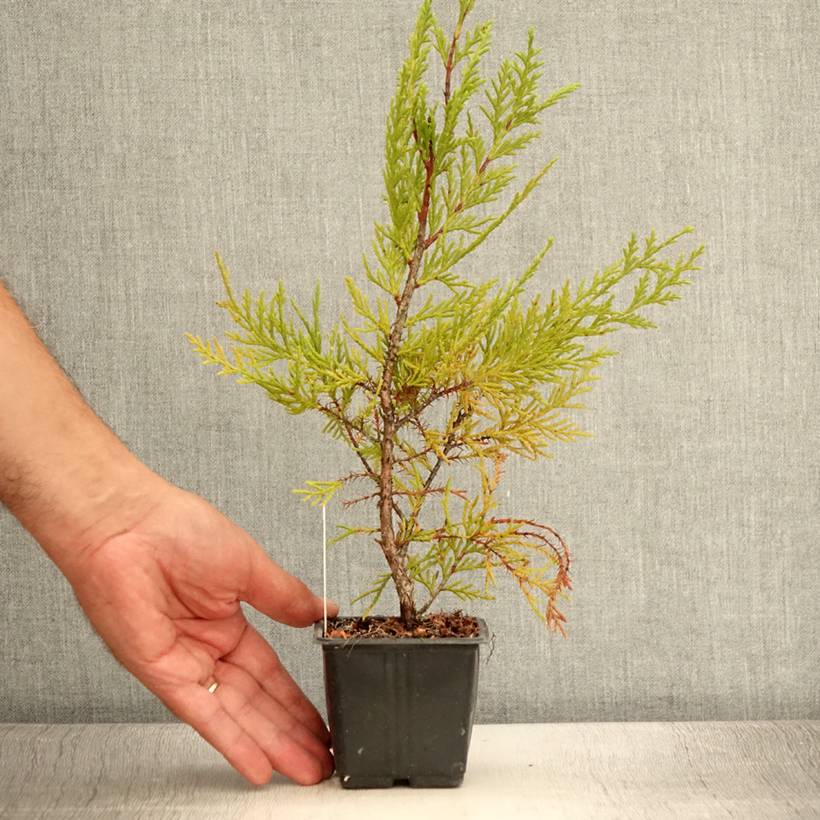Cupressocyparis x leylandii Oger - Cyprès de Leyland Godet de 8/9 cm - Image 2