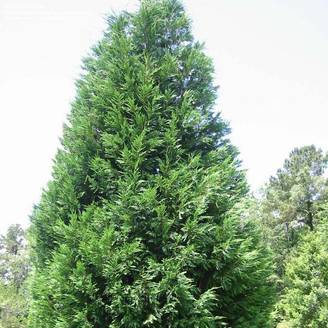 Promesse de Fleurs - Cupressocyparis x leylandii Oger - Cyprès de Leyland Godet de 8/9 cm