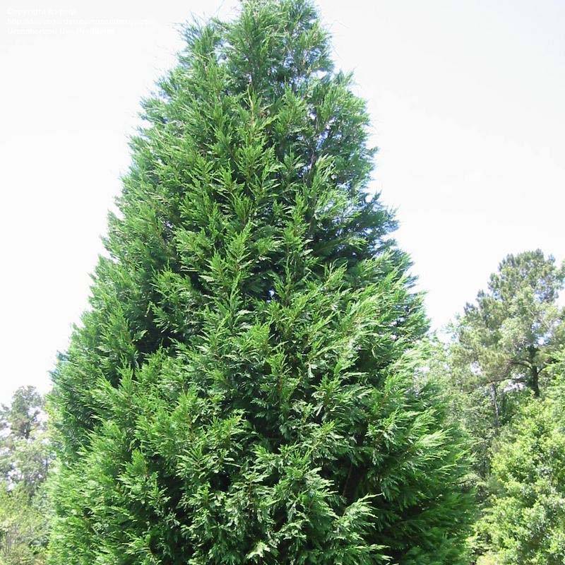 Cupressocyparis x leylandii Oger - Cyprès de Leyland Godet de 8/9 cm - Image 1