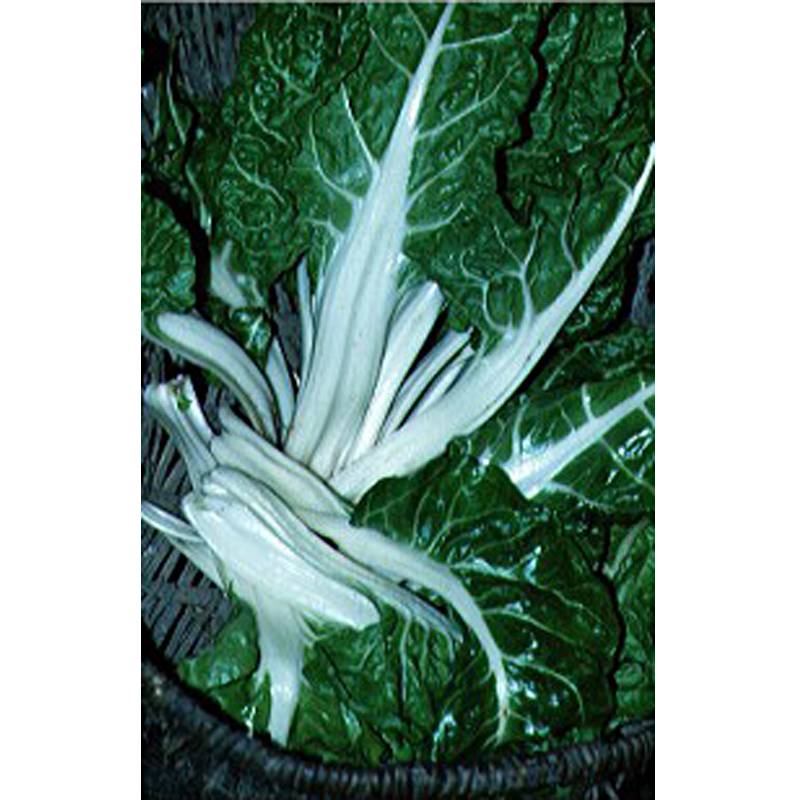 Poirée verte à Carde Blanche - Blette - Beta vulgaris le sachet de 250 graines environ (6g)