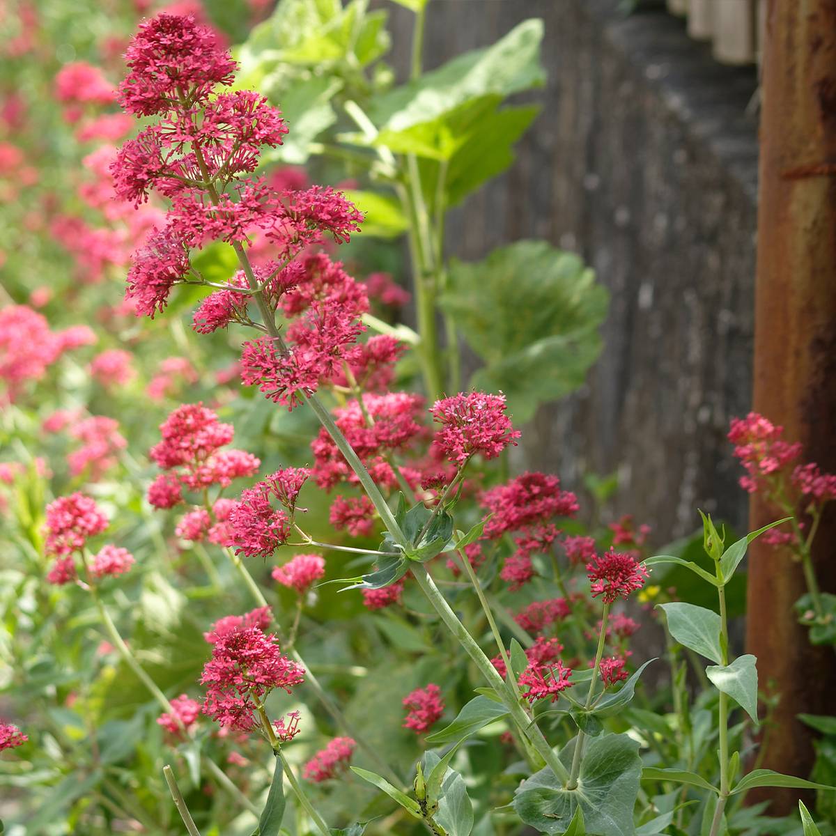 Valériane rouge, Centranthus ruber coccineus Petites Racines nues