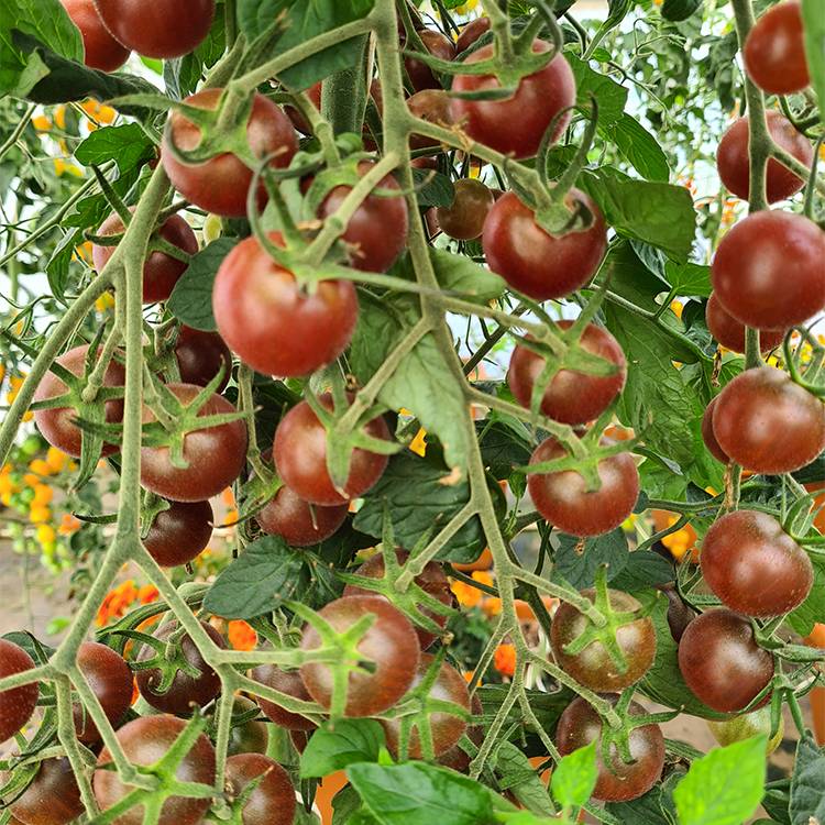 Plant de tomate cerise Black Cherry  pot de 0,5 litre