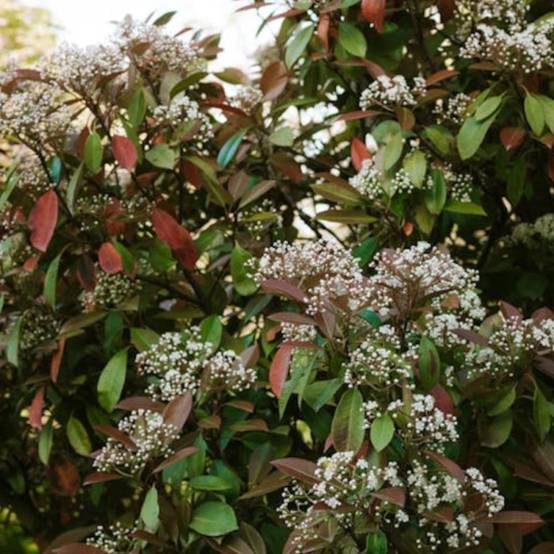 Photinia Red Robin à fleurs Blanche - feuillage Persistant - Pot de 15L - 120/150 cm- hauteur à maturité De 2,50 m à 3,00 m - Image 6