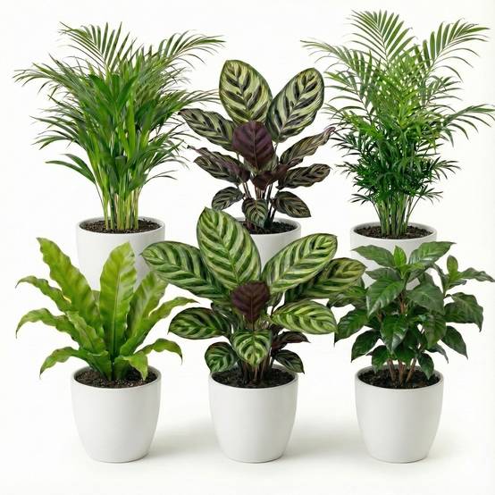 0 - Plantes Purificatrices 6 pièces - Pot Blanc en Plastique - Ø12 cm - Image 1