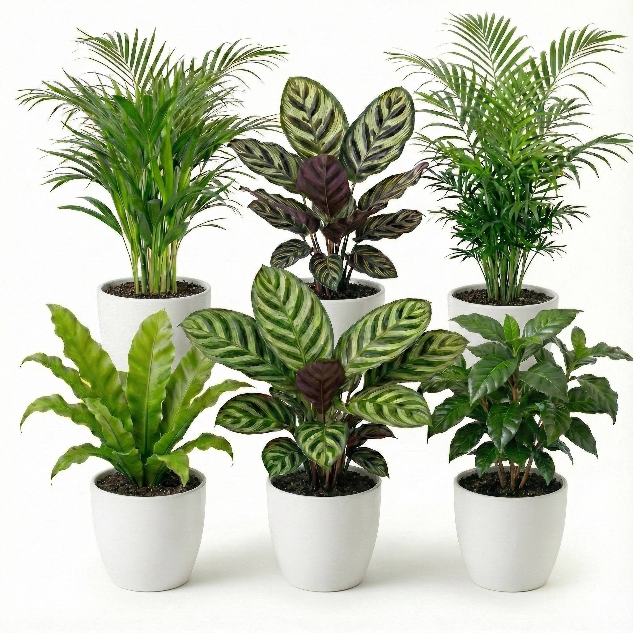 0 - Plantes Purificatrices 6 pièces - Pot Blanc en Plastique - Ø12 cm - Image 1