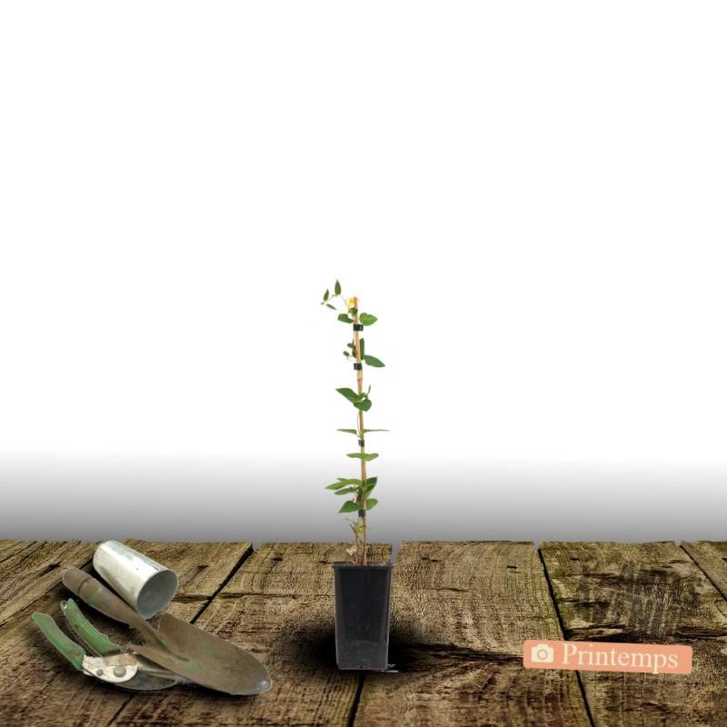Clématite florida Kokonoe® à fleurs Bleue/ - feuillage Caduc - Pot de 1,5L - Tuteur bambou 30/60 cm - Image 6