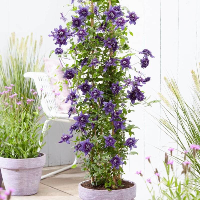 Clématite florida Kokonoe® à fleurs Bleue/ - feuillage Caduc - Pot de 1,5L - Tuteur bambou 30/60 cm - Image 2