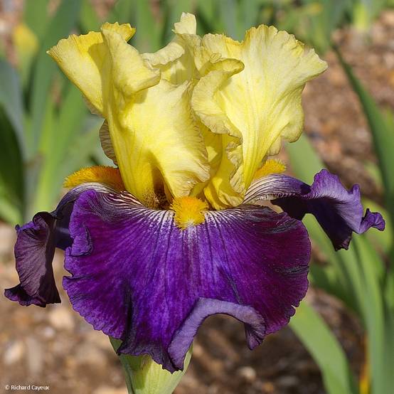 Iris germanica Je Vole - Iris des Jardins Godet de 8/9 cm
