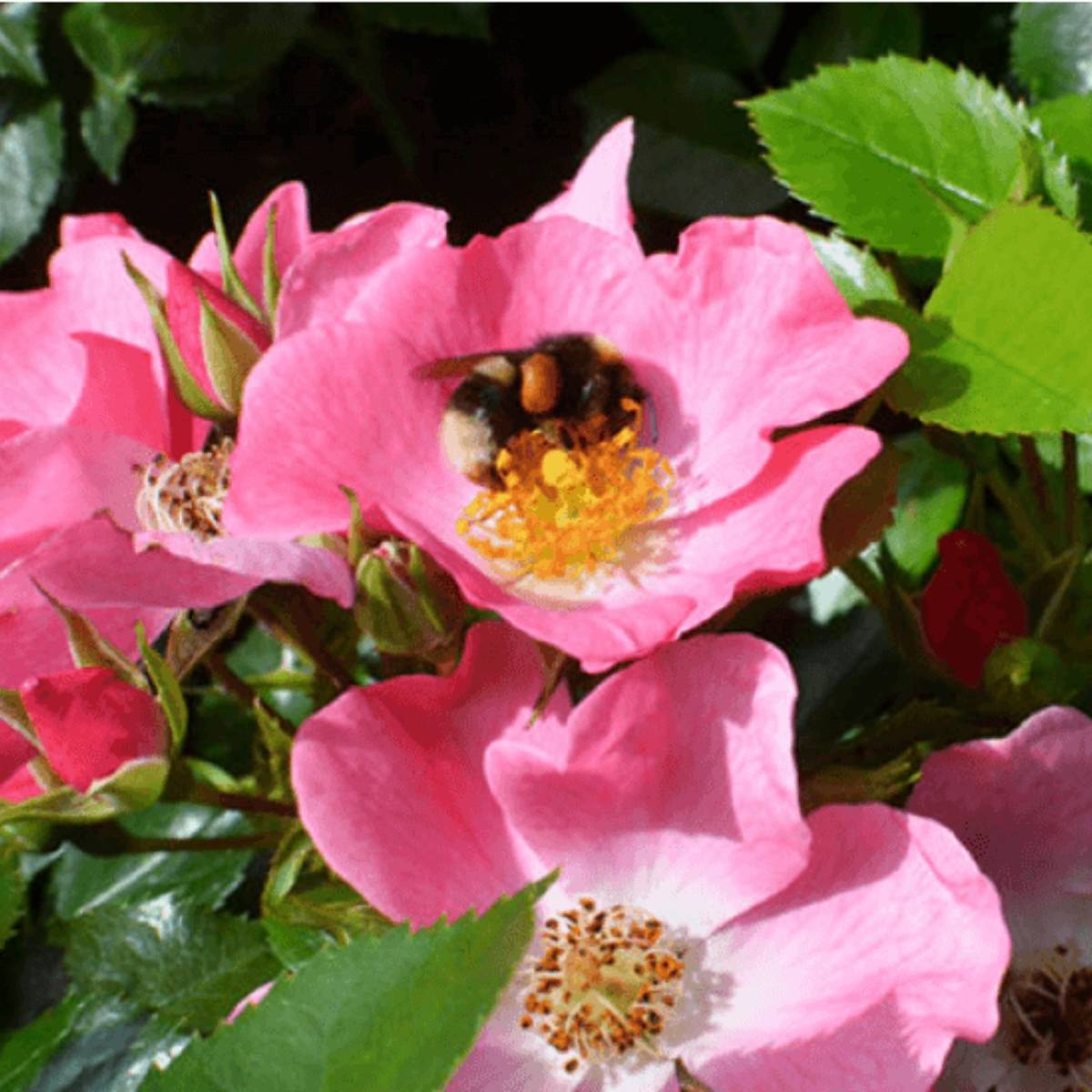 Promesse de Fleurs - Rosier à fleurs groupées Mel Bee Pot de 3L/4L