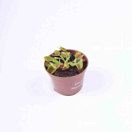 Sans Marque - Dionée muscipula (Dionée, Attrape-mouches de Vénus) Taille:Pot de 0,7 litre - Image 1