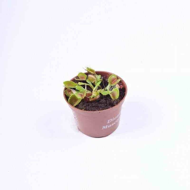 Sans Marque - Dionée muscipula (Dionée, Attrape-mouches de Vénus) Taille:Pot de 0,7 litre