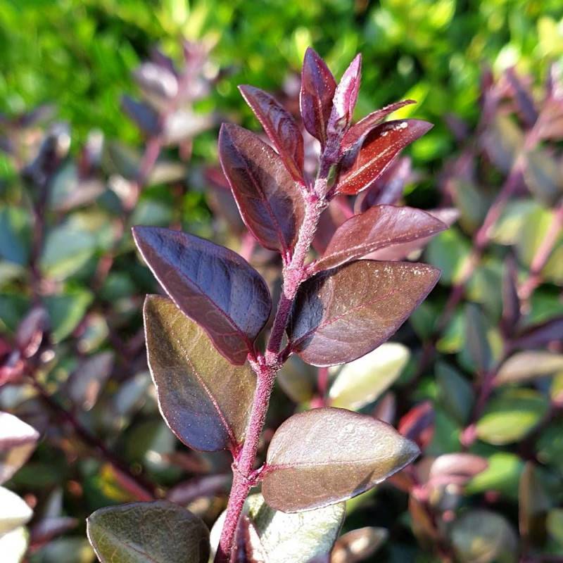 Chèvrefeuille arbustif Garden Clouds® Purprle Storm 'GRLN02', Lonicera - Pot de 1,5L - 10/20 cm - Image 2