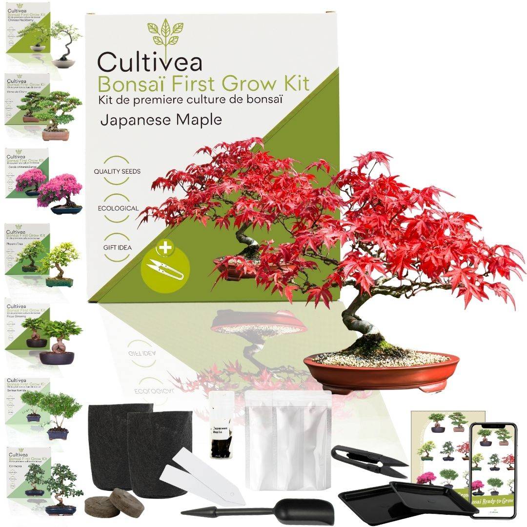 CULTIVEA® Kit First Bonsai Japanese Maple- Kit de première culture de Bonsaï – Prêt à Pousser avec Graines & Accessoires - Image 1
