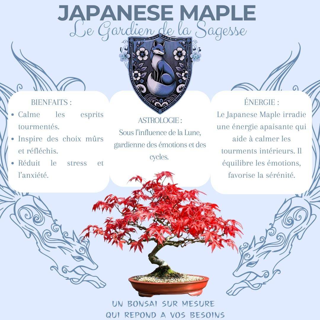 CULTIVEA® Kit First Bonsai Japanese Maple- Kit de première culture de Bonsaï – Prêt à Pousser avec Graines & Accessoires - Image 3