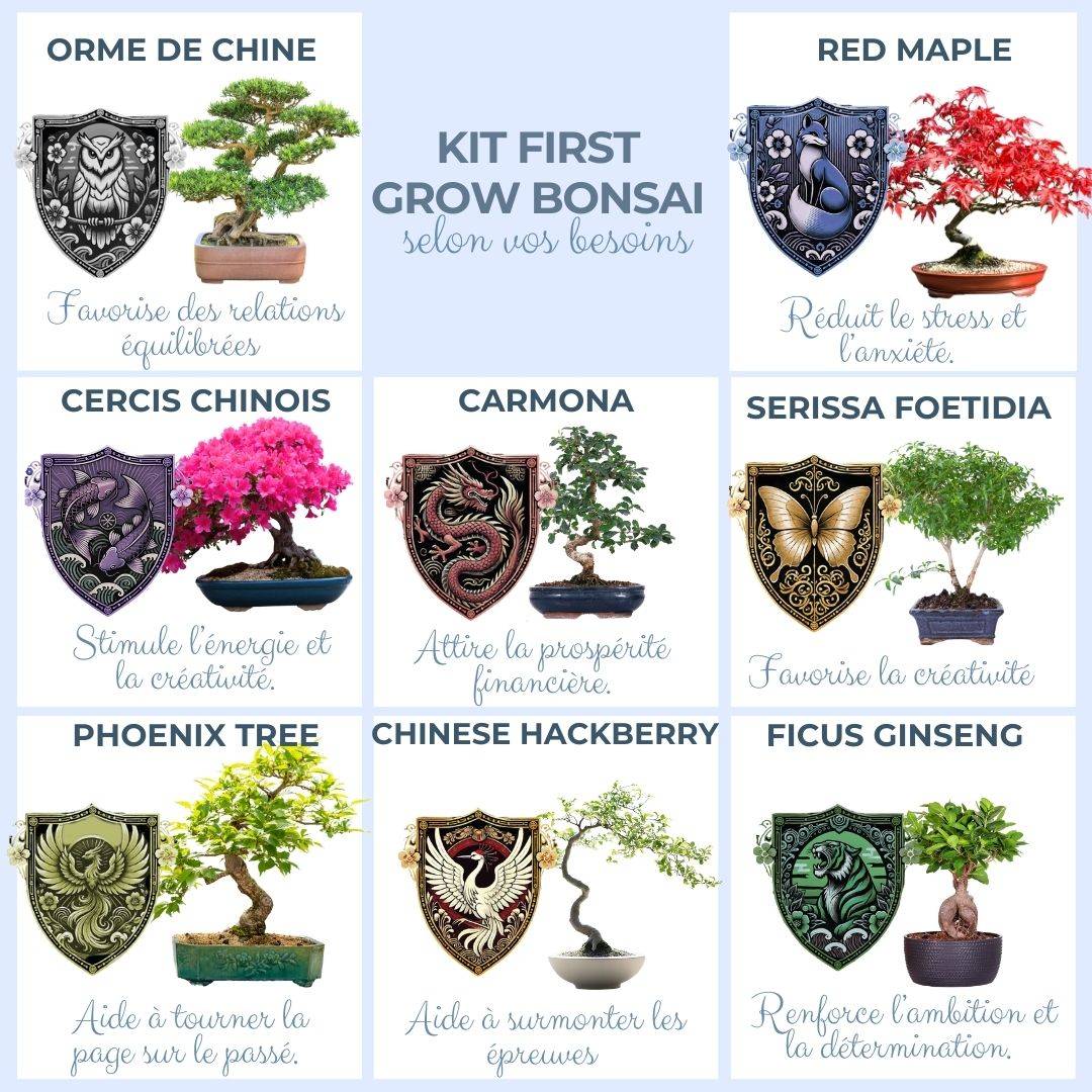 CULTIVEA® Kit First Bonsai Japanese Maple- Kit de première culture de Bonsaï – Prêt à Pousser avec Graines & Accessoires - Image 6