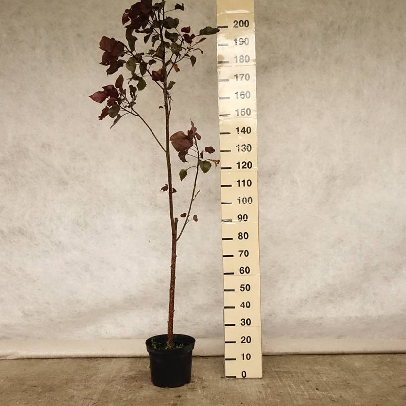 Peuplier pourpre - Populus deltoides Purple Tower Pot de 4L/5L - Image 2