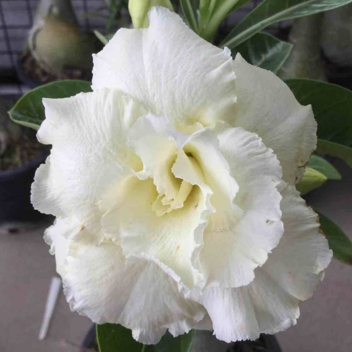 Sans Marque - Adenium obesum cv.Jaune sapjaréen Couleur floraison:Blanc - Taille:Caudex d'environ 2000g 25/30cm très gros caudex