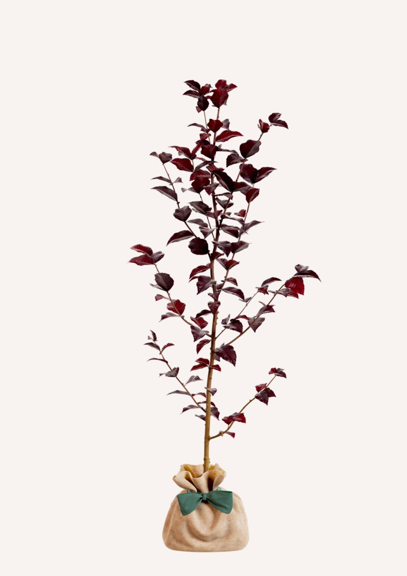 JUSTE UN ARBRE. – Hêtre pourpre | Idée cadeau pour naissance, mariage, anniversaire – Arbre ornemental pour parcs et grands jardins. - Image 3