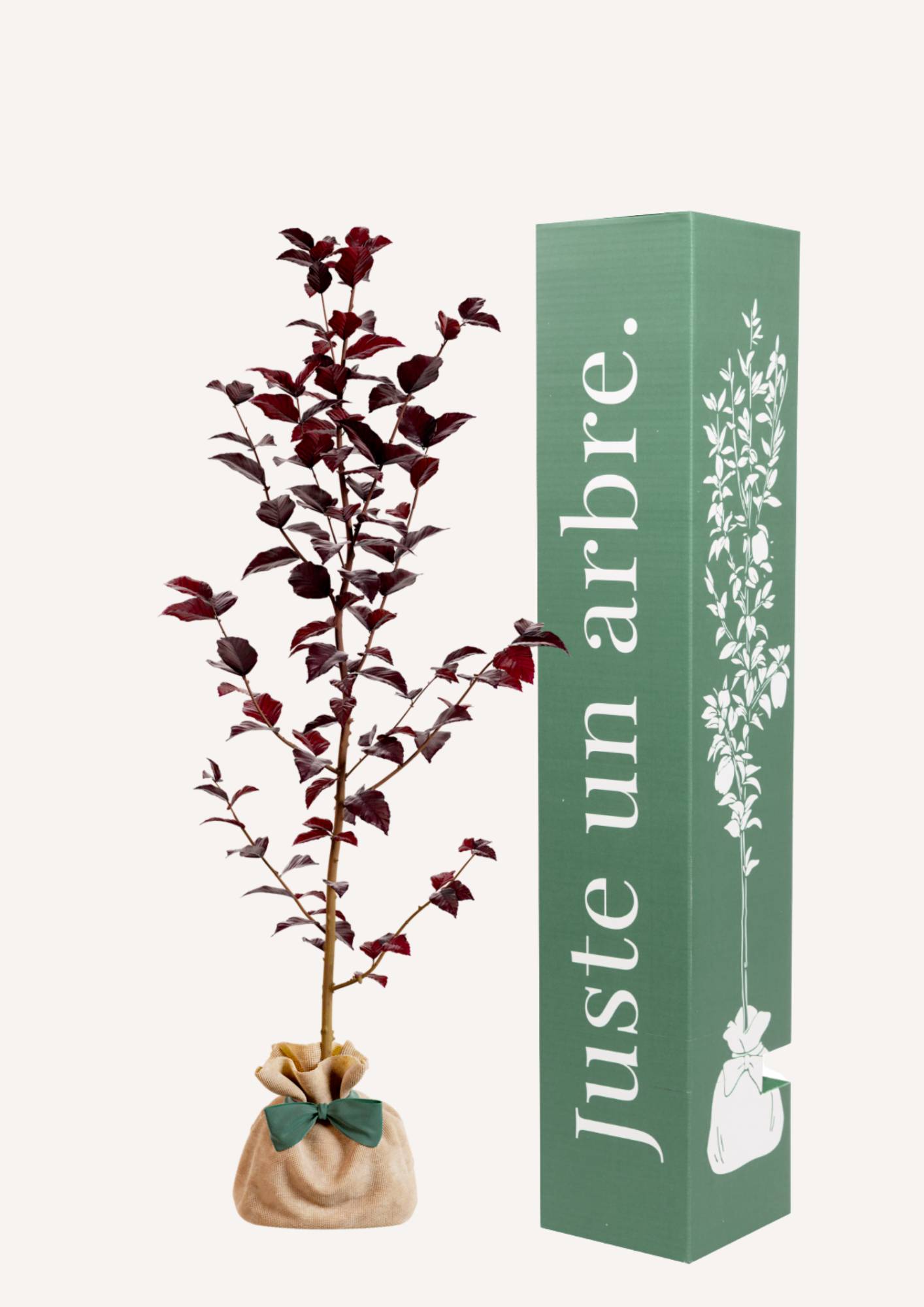 JUSTE UN ARBRE. – Hêtre pourpre | Idée cadeau pour naissance, mariage, anniversaire – Arbre ornemental pour parcs et grands jardins. - Image 1