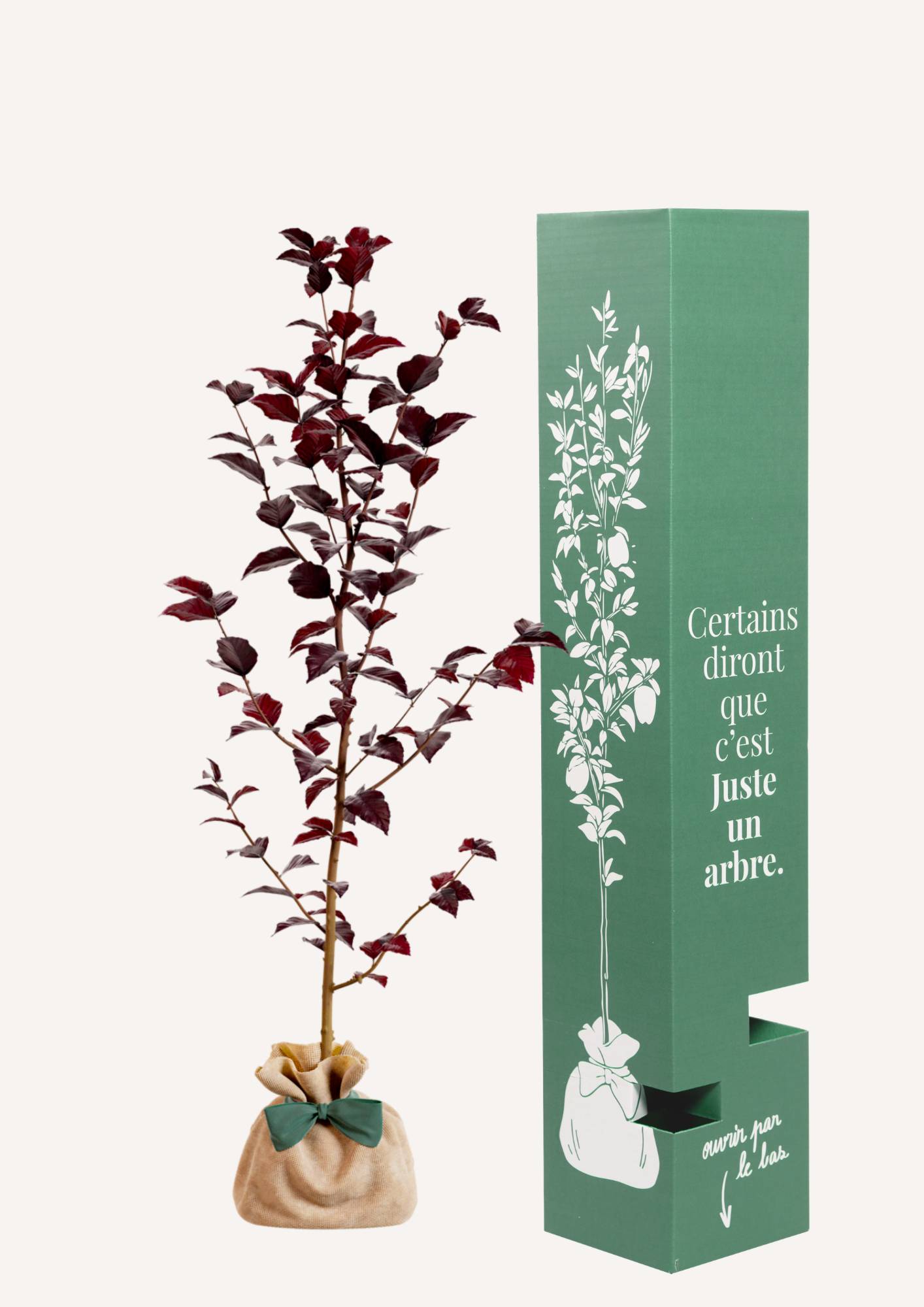 JUSTE UN ARBRE. – Hêtre pourpre | Idée cadeau pour naissance, mariage, anniversaire – Arbre ornemental pour parcs et grands jardins. - Image 2