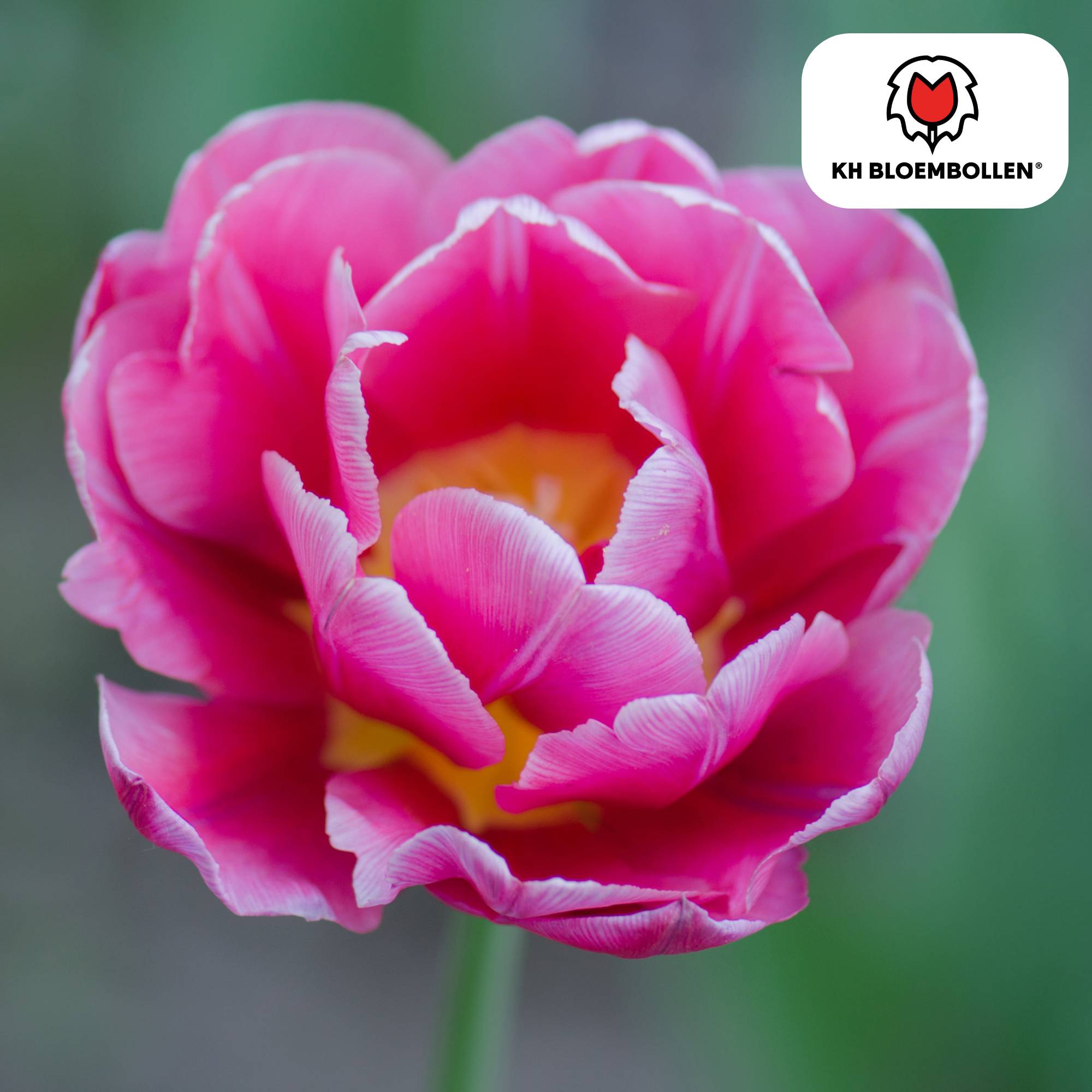 La Green Touch - Tulipe double Columbus - 20 bulbes - Image 2