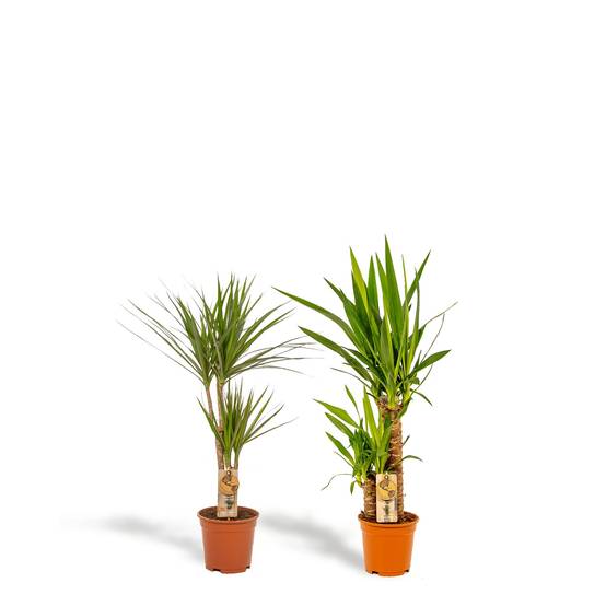 Yucca, Dracaena, duo de plantes h90cm 90cm - Plante d'intérieur- La Green Touch - Image 2
