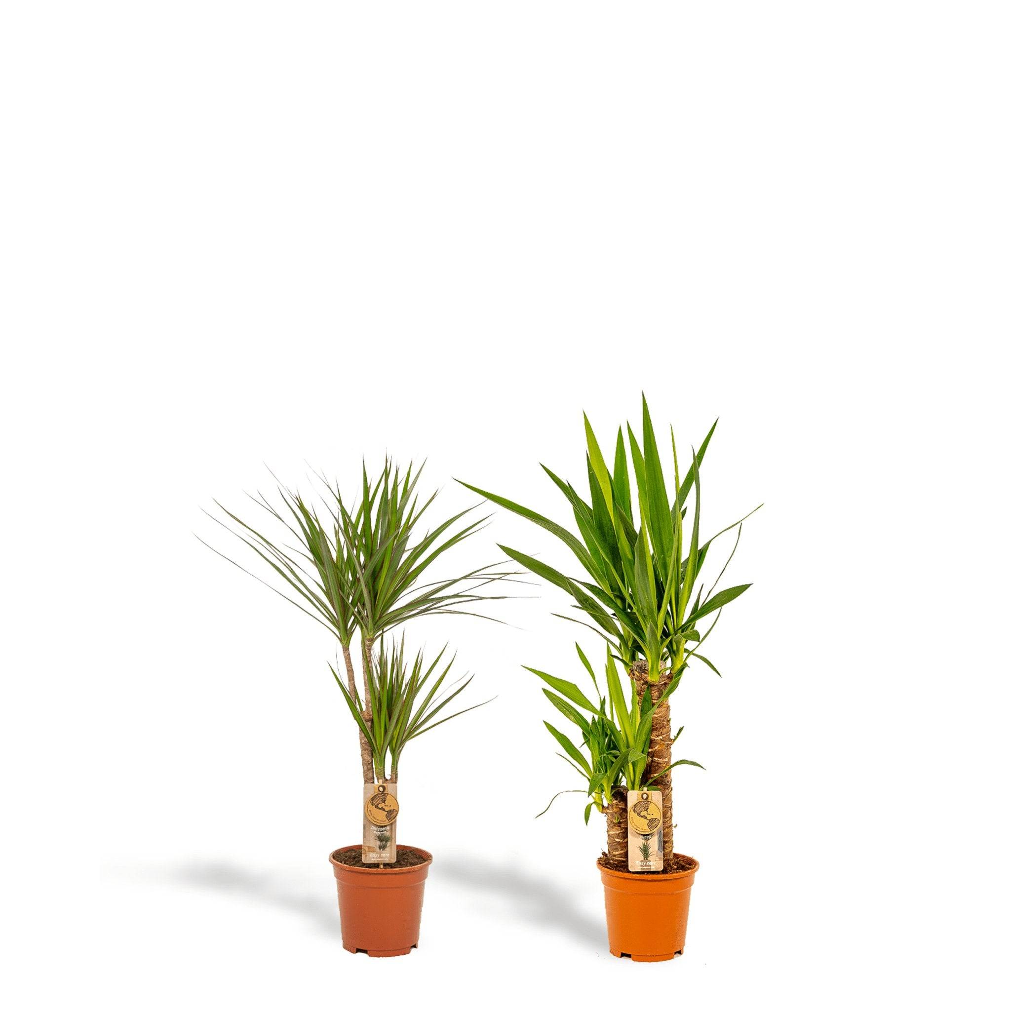 Yucca, Dracaena, duo de plantes h90cm 90cm - Plante d'intérieur- La Green Touch - Image 2