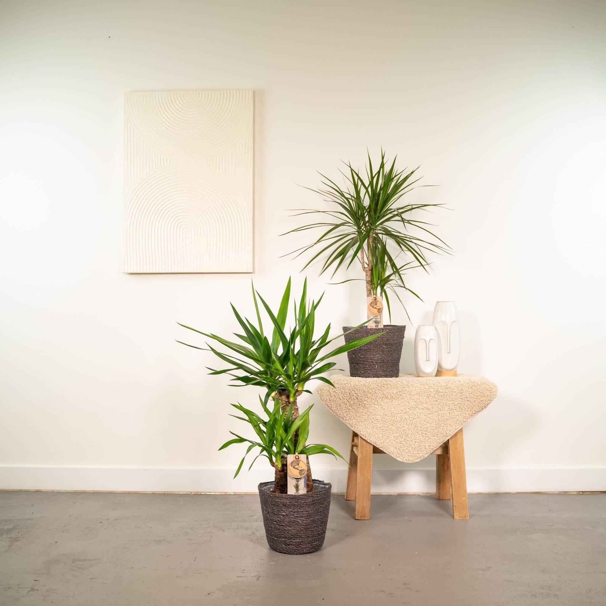 Yucca, Dracaena, duo de plantes h90cm 90cm - Plante d'intérieur- La Green Touch - Image 5