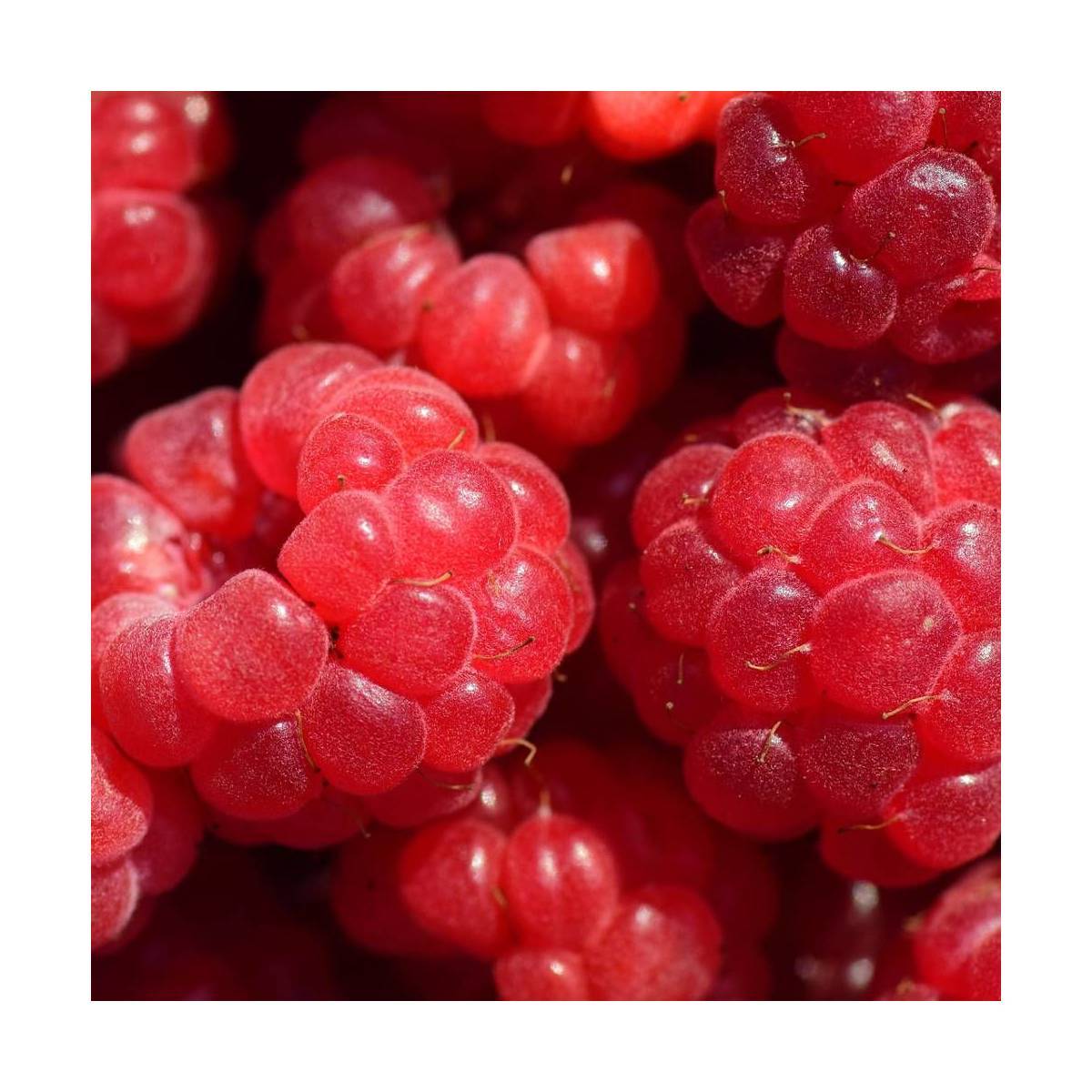 Framboisier Aroma Queen® 'Aromquee' - Moyen rendement - Pot de 2L - 30/60 cm - De 1,00 m à 1,50 m - Image 8