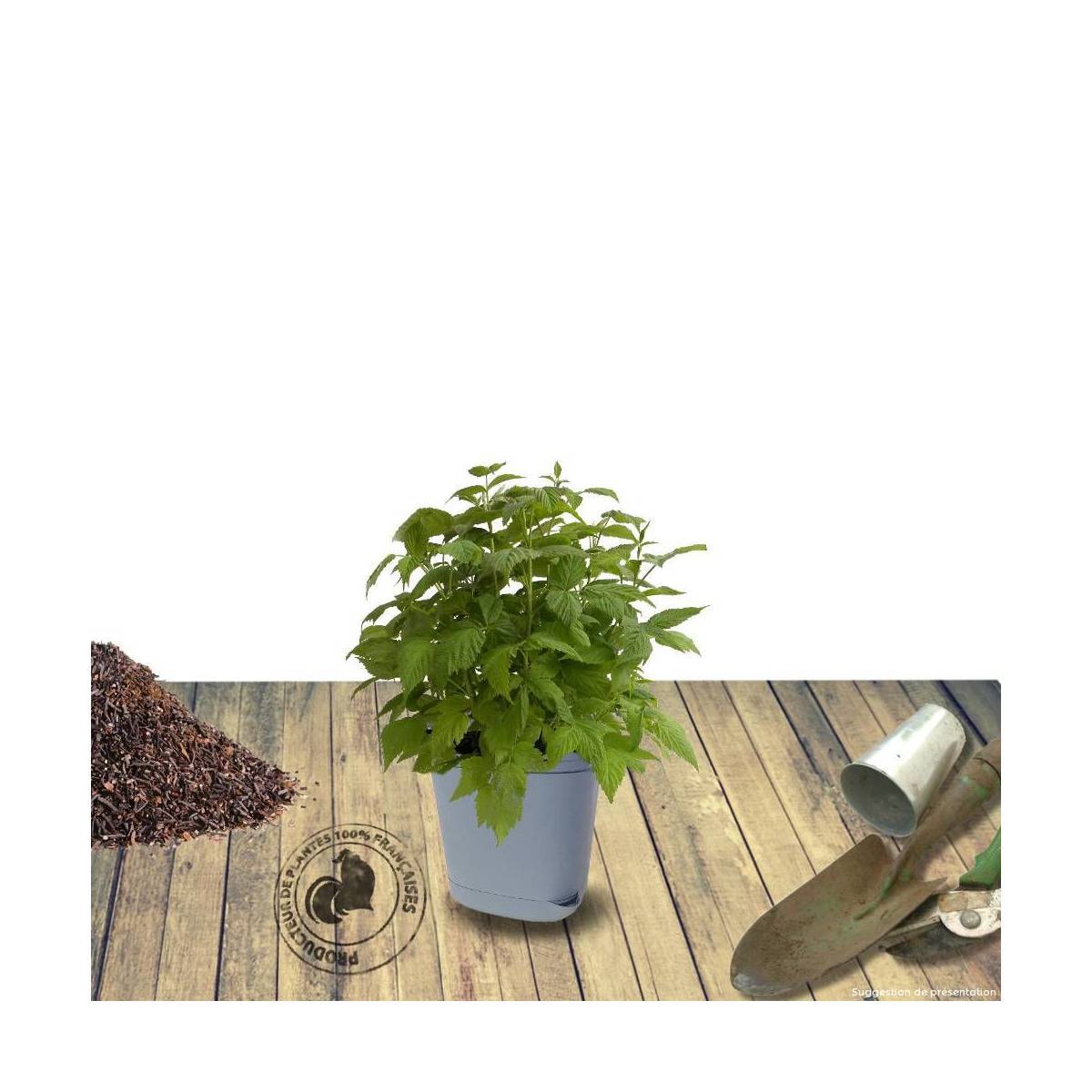 Framboisier Aroma Queen® 'Aromquee' - Moyen rendement - Pot de 2L - 30/60 cm - De 1,00 m à 1,50 m - Image 6